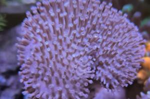 Toadstool Mushroom Leather Coral Thumbnail