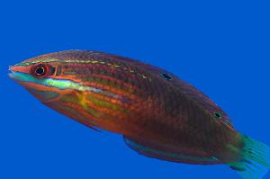 Christmas wrasse Thumbnail