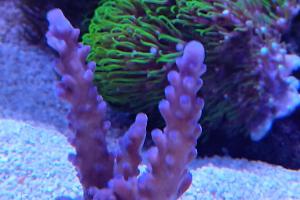 Staghorn Acropora Thumbnail