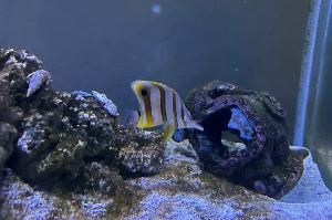 Copperband Butterflyfish Thumbnail