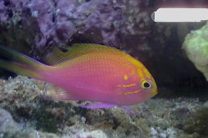 Fathead Sunburst Anthias Thumbnail