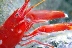 Red Pistol Shrimp Thumbnail