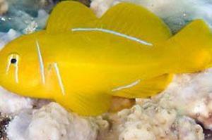 Citron Clown Goby Thumbnail