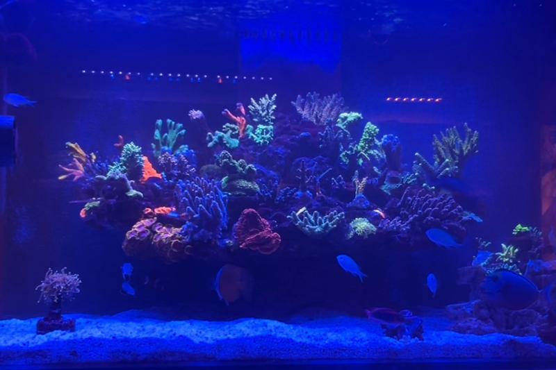 My Aquarium Thumbnail