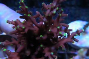 Mr Pac Man Acropora Thumbnail