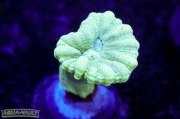 Teal Candy Cane Coral Thumbnail