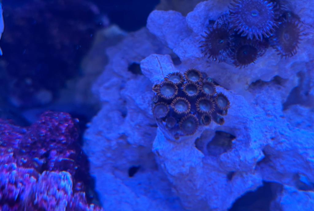 Zoanthid