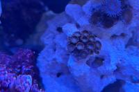 Zoanthid Thumbnail