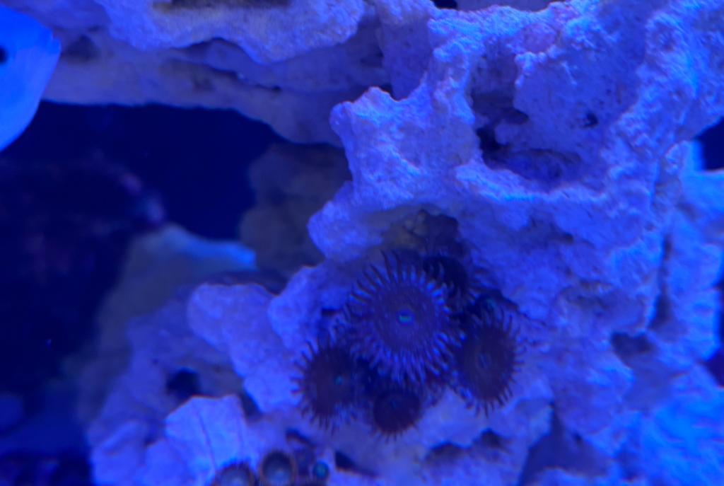 Zoanthid