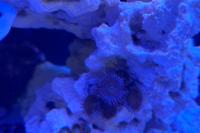 Zoanthid Thumbnail