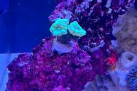 Candy cane coral