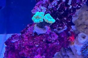 Candy cane coral Thumbnail