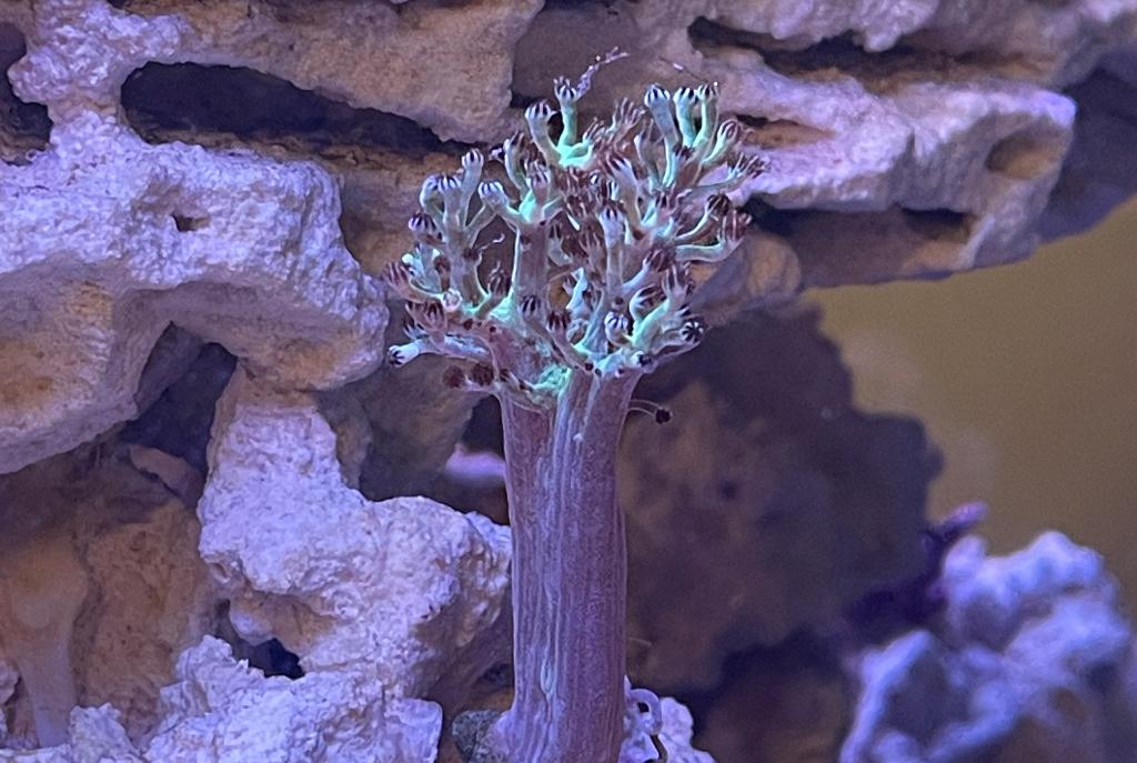 Kenya tree coral