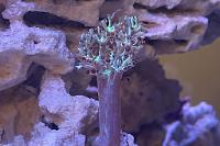 Kenya tree coral