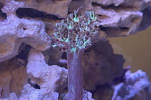 Kenya tree coral Thumbnail