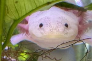 Axolotl Thumbnail