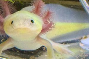 Axolotl Thumbnail