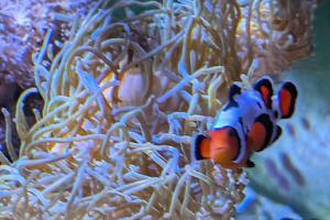 Bubble tipped anemone  Thumbnail