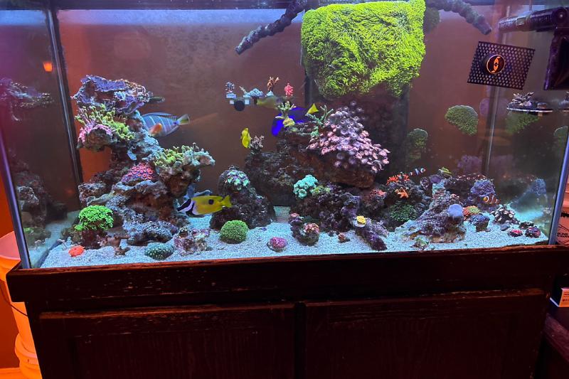 Living Room Reef Thumbnail