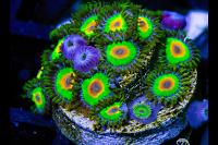 8 Rasta Zoa Thumbnail