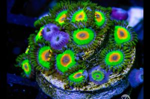 8 Rasta Zoa