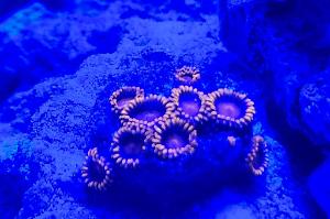 Bam Bam Zoanthid Thumbnail