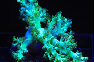 Kenya tree coral Thumbnail