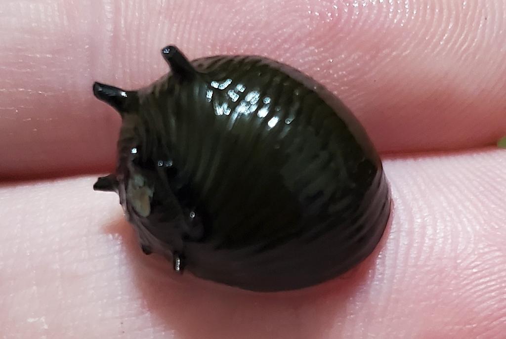 Horned Nerite