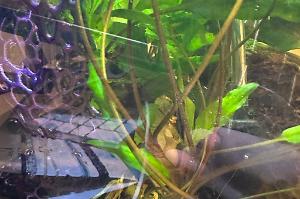 Cryptocoryne Wendtii - Green Thumbnail