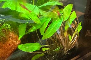 Cryptocoryne Wendtii - Green Thumbnail