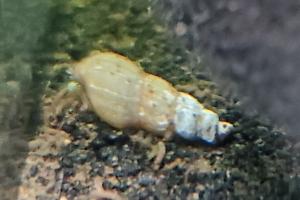 Malaysian Trumpet Snail Thumbnail