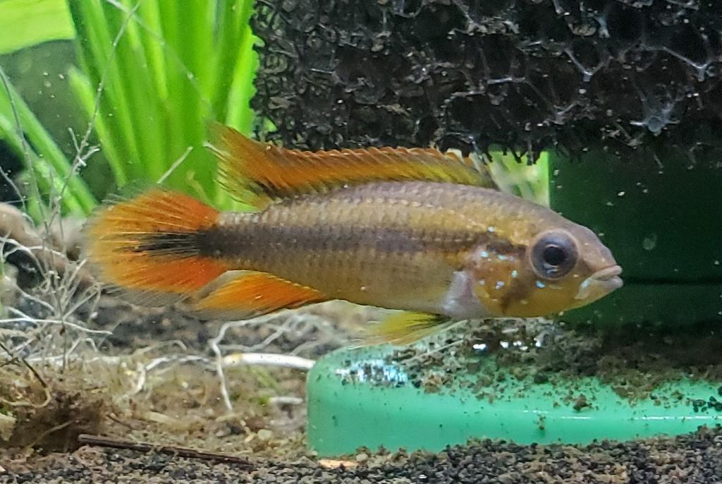 Agassizs Dwarf Cichlid