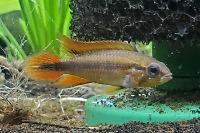 Agassizs Dwarf Cichlid Thumbnail