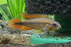 Agassizs Dwarf Cichlid