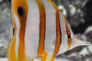 Copperband Butterflyfish Thumbnail