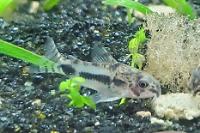 Dainty Cory