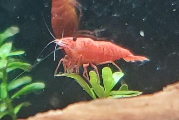 Fire Red Cherry Shrimp