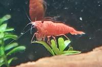 Fire Red Cherry Shrimp