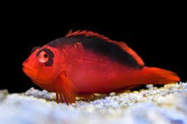 Flame Hawkfish Thumbnail