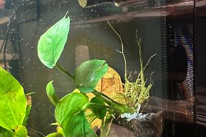 Anubias Thumbnail