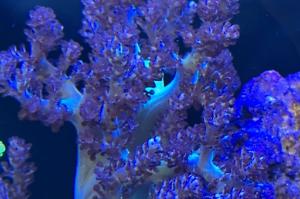 Solomon Hairy Leather Coral Thumbnail