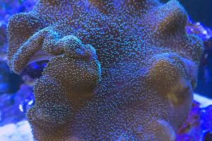 Toadstool Mushroom Leather Coral Thumbnail