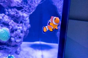 Ocellaris Clownfish