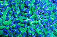 Green Frogspawn Thumbnail