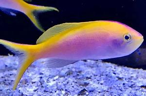 Bartlett's Anthias Thumbnail