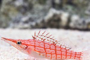 Longnose Hawkfish Thumbnail