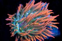 Rainbow Bubble Tip Anemone Thumbnail