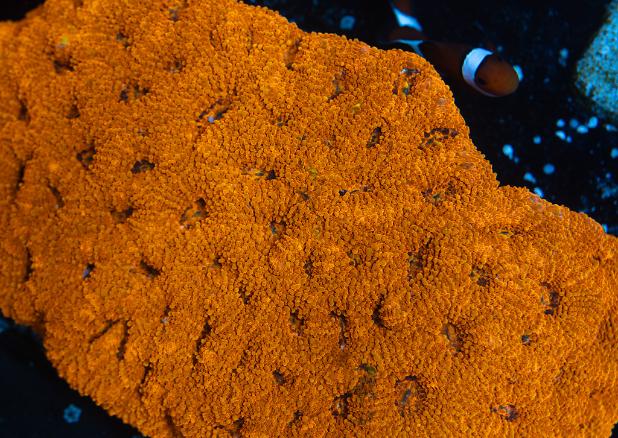 Orange Acan