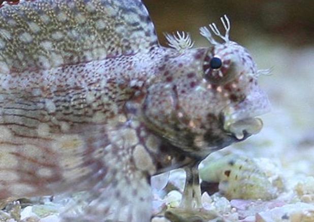 Lawnmower Blenny