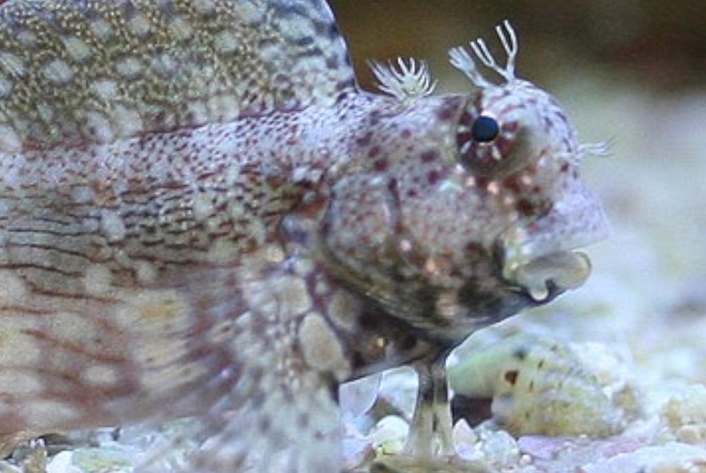 Lawnmower Blenny